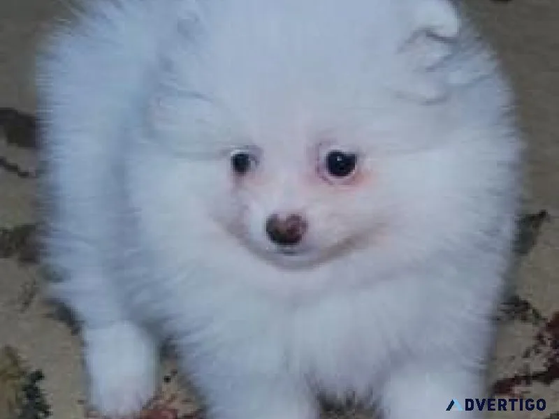 sdaafsa Perfect Pomeranian Puppies.