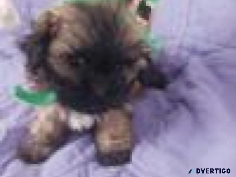 Teddy Bear Puppies