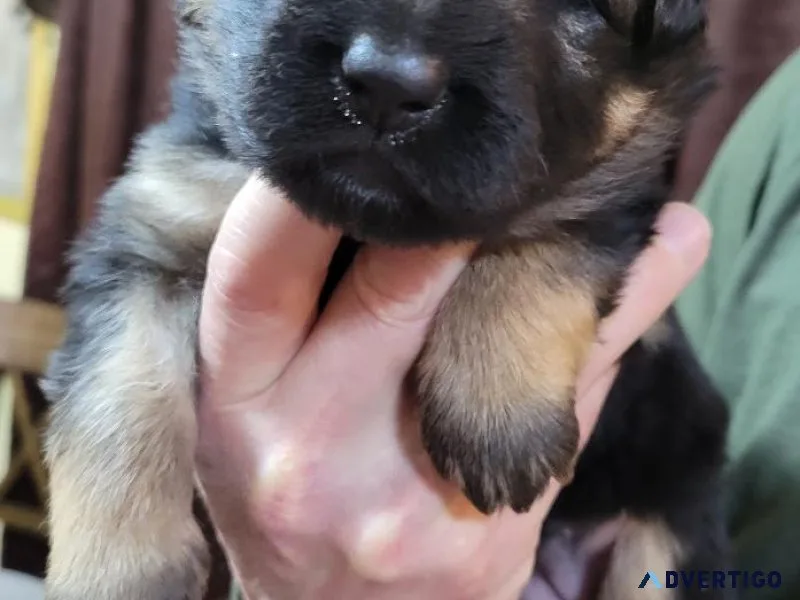 Akc german shepherd