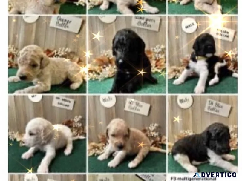 F3 Multigenerational labradoodle puppies