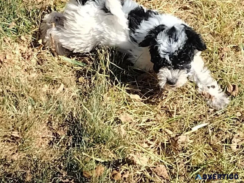 Shihpoo puppy