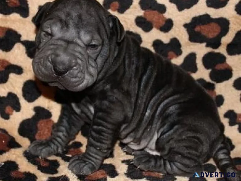 Gorgeous Chinese Shar-Pei Puppies