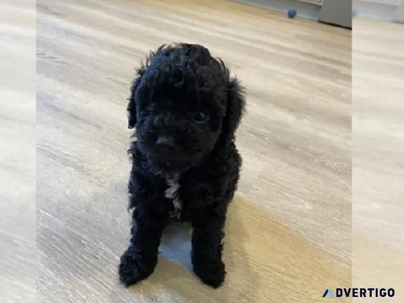 A Maltipoo 14 weeks for sale Gender Male