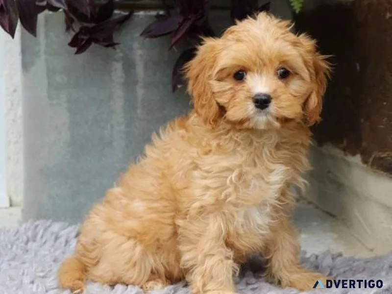 Home raised Cavapoo Puppies For Sale.