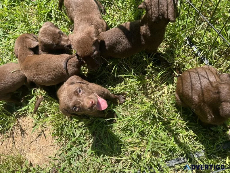 Chocolate lab puppies