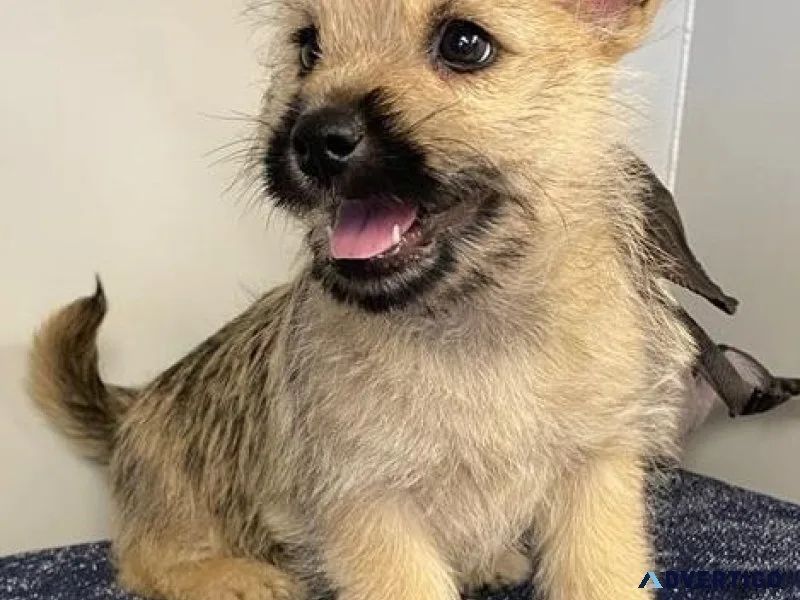 Lovely Cairn Terrier puppies