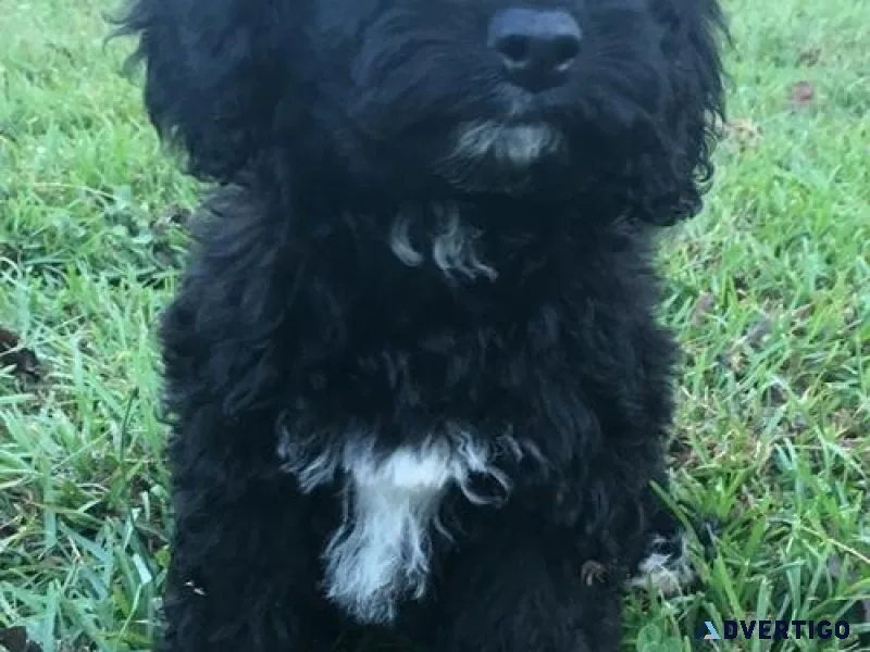 Beautiful Cavachon Puppies