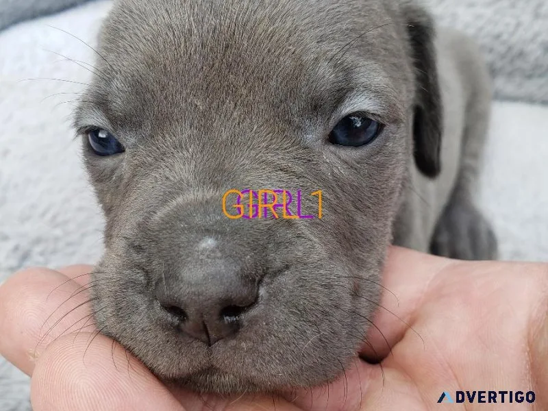 Cane corso puppies
