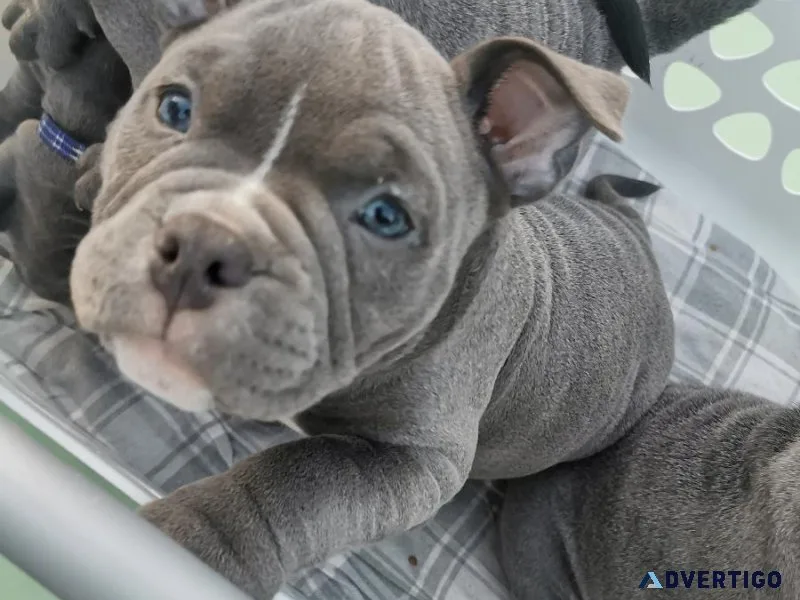 Beautiful micro bully