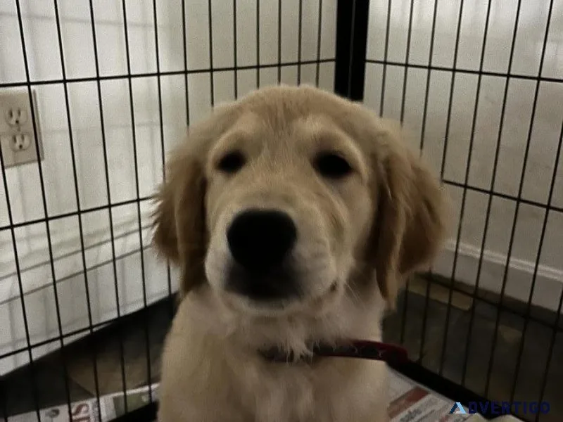 Golden Retriever puppies