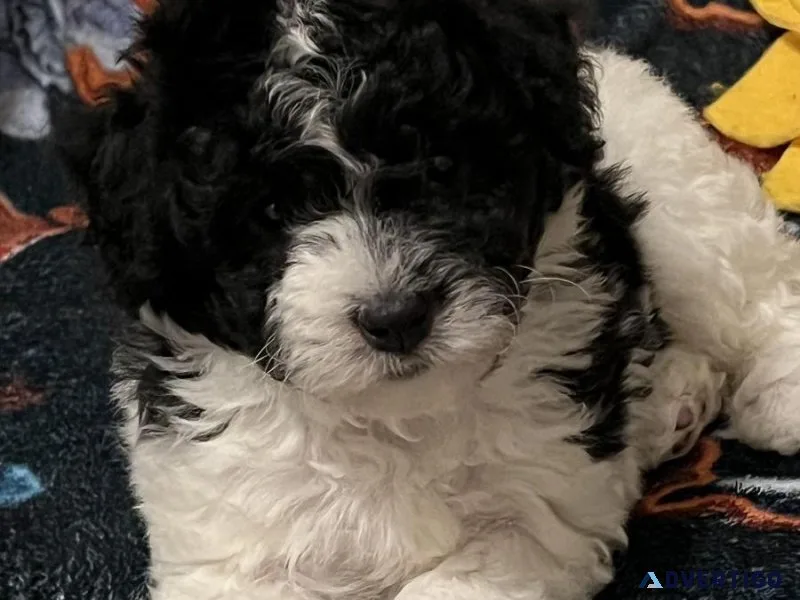 Purebred Toy Poodle Puppies