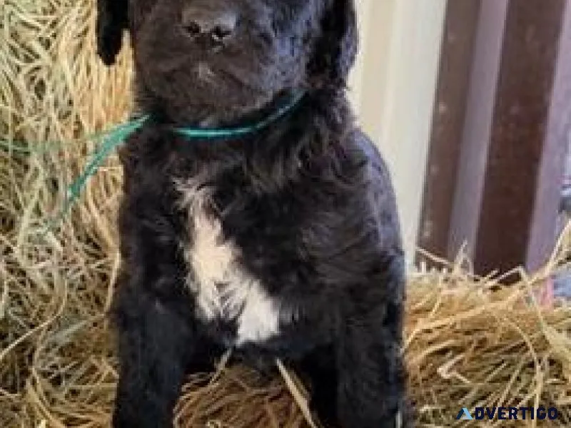 Adorable Chesapeake Bay Retriever Puppies