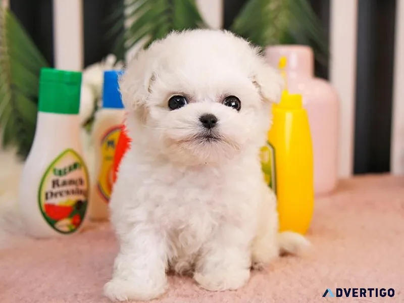 ADORABLE BICHON FRISE PUPS