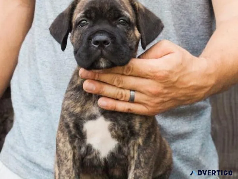 UKC Cane Corso puppies boys and girls
