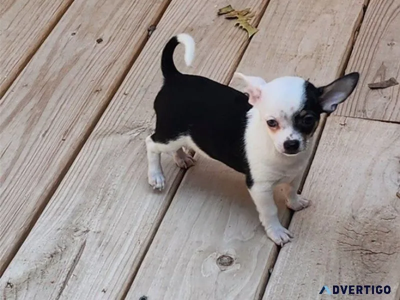 Beautiful Chihuahua Puppies Available