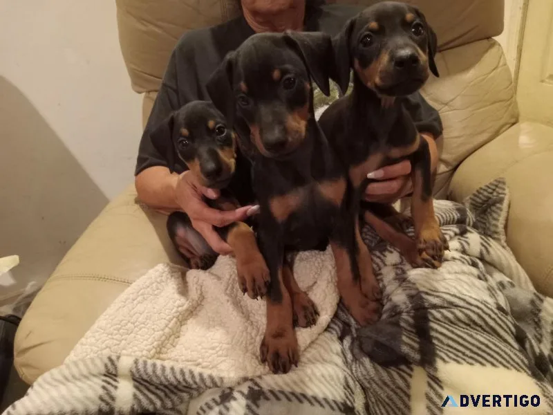 AKC DOBERMAN PUPPIES