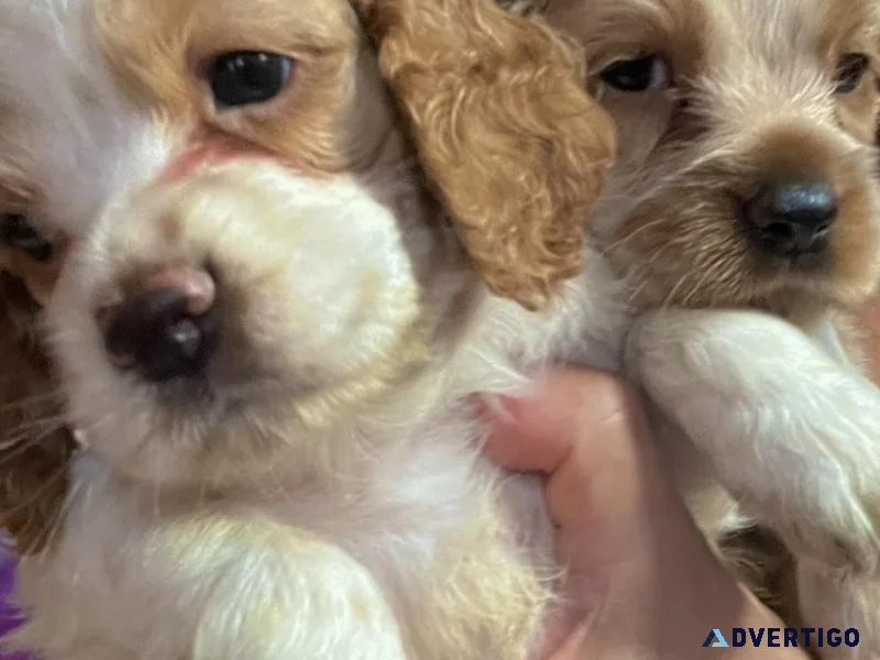 Cocker Spaniel Puppies