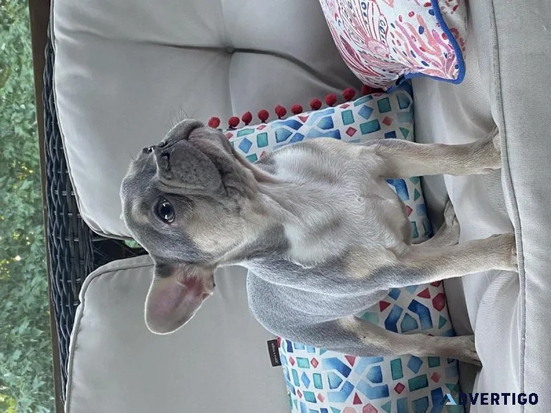 French bulldogs AKC