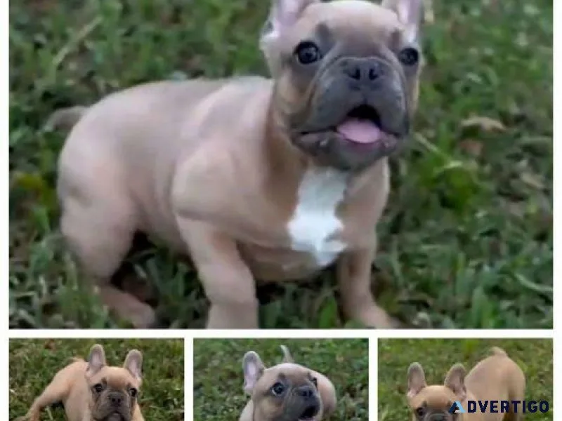 HAVE PUPPIES FOR SALE (FLORIDA)
