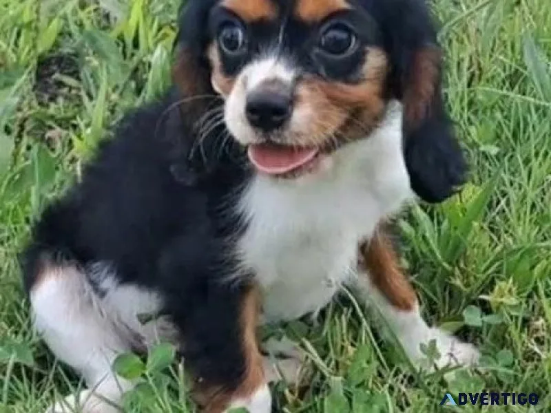 AKC Cavalier King Charles Spaniel Puppies