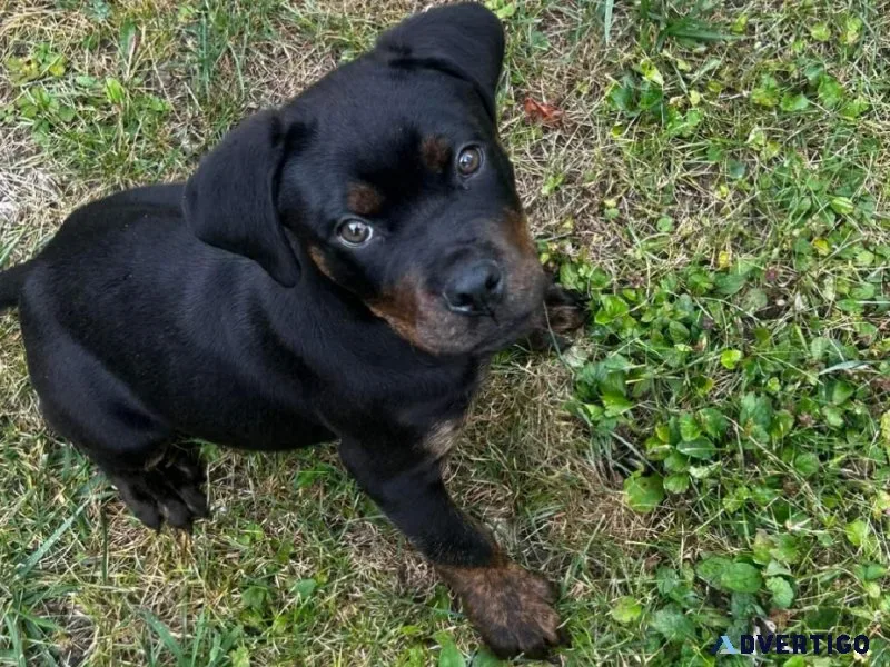 Rottweiler female