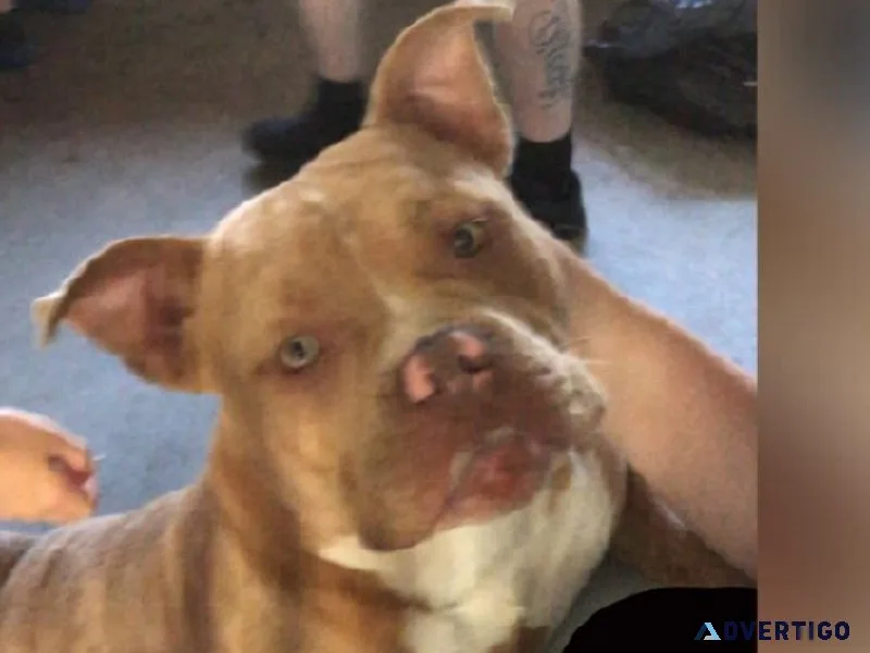 American pocket bully