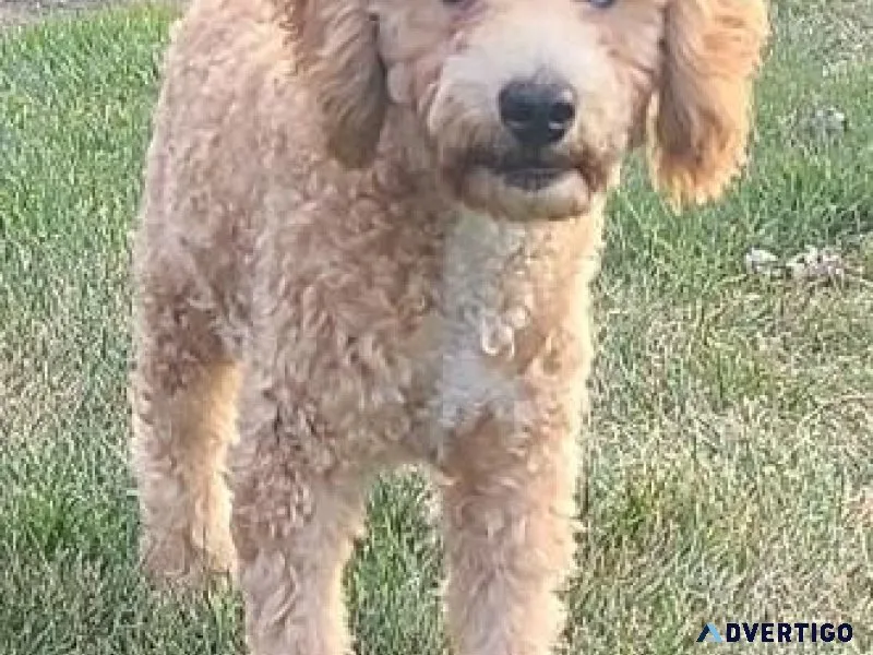 Mini male Poodle