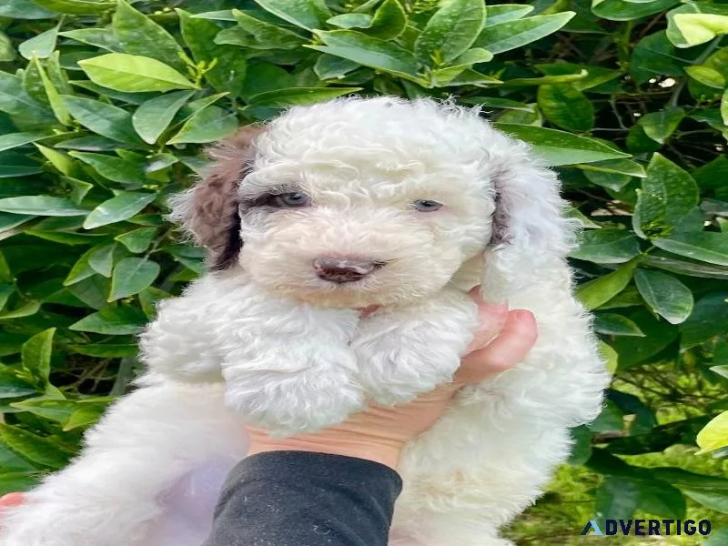Labradoodle Puppies