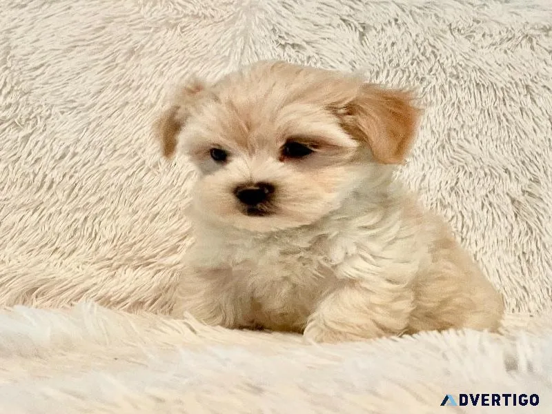 Maltipoo Puppies