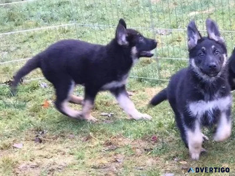 Well Trained German Shepherd puppies