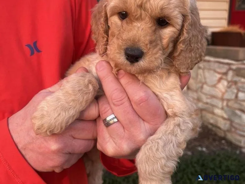 Goldendoodle puppies