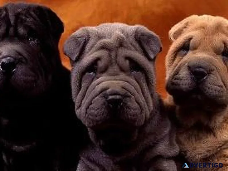 Shar Pei Puppies For Sale  Pottyregisteredpuppi es.com