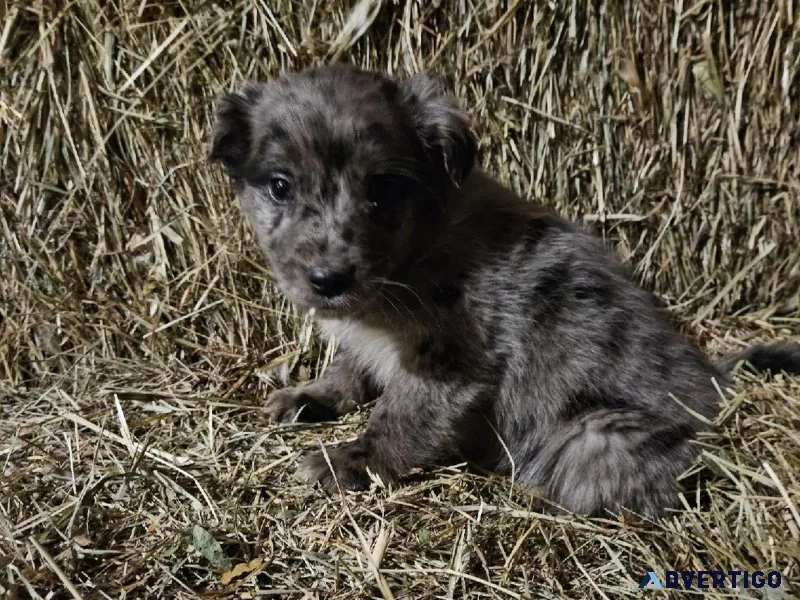 Golden RetrieverAustralian Shepherd puppies