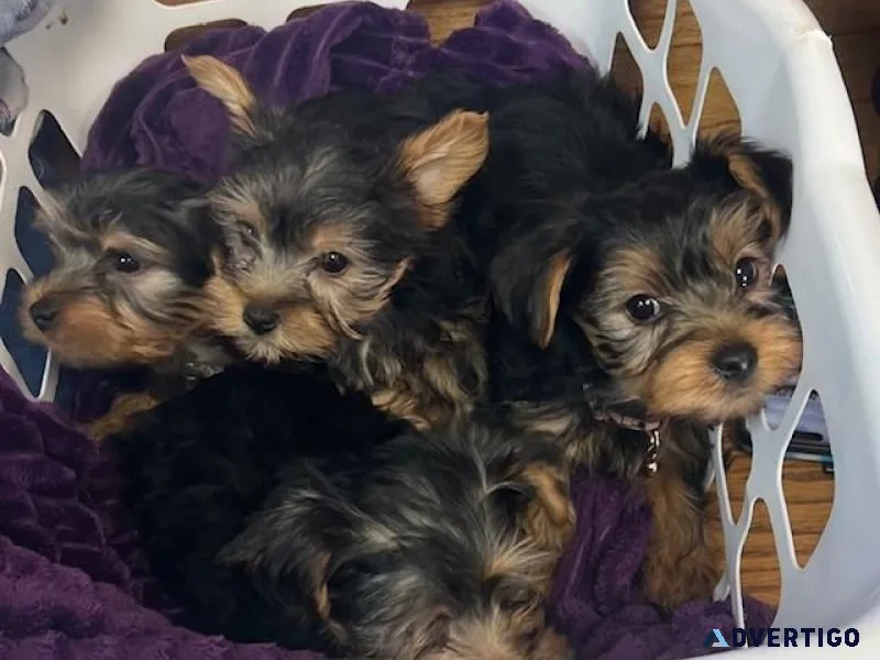 CKC Yorkies