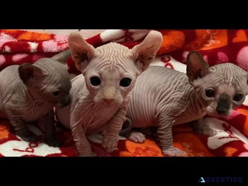 Sphynx boys