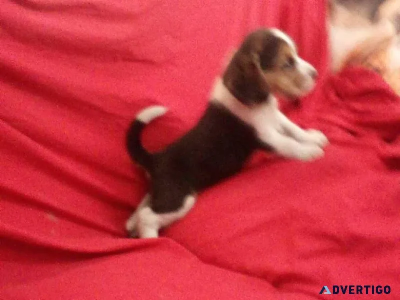 CKC registable Beagle Pups