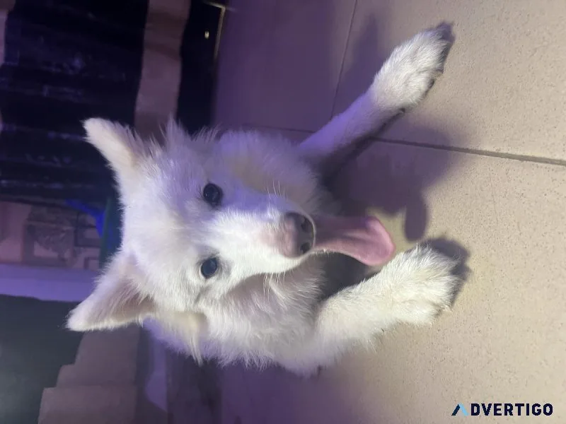 7 months American Eskimo ready for new home