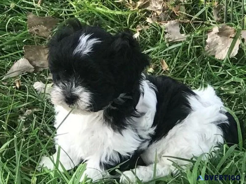 Beautiful Shihpoo puppies available