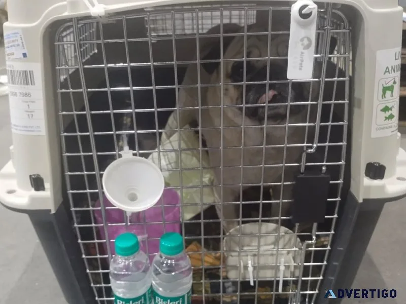 Pet moving services
