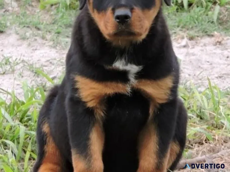 cold German rottweiler puppies for good homes