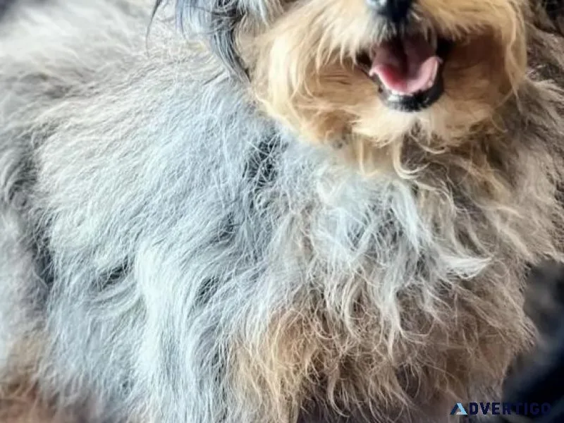 Toy blue Merle aussiedoodle female