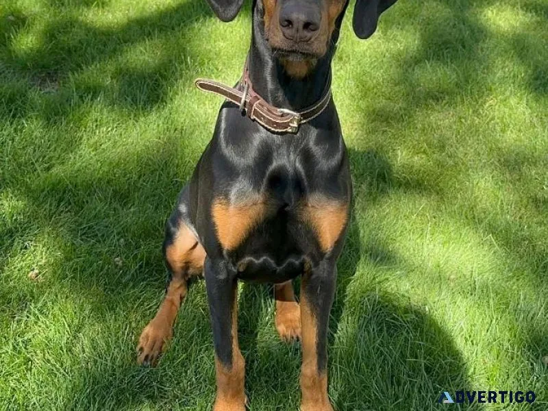 Doberman - Female