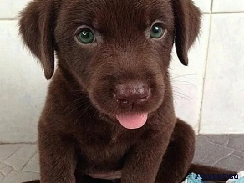 Dog for sale