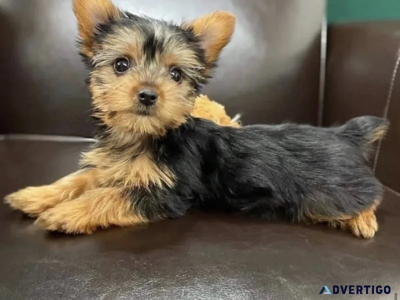 Beautiful male and female yorkie puppeis