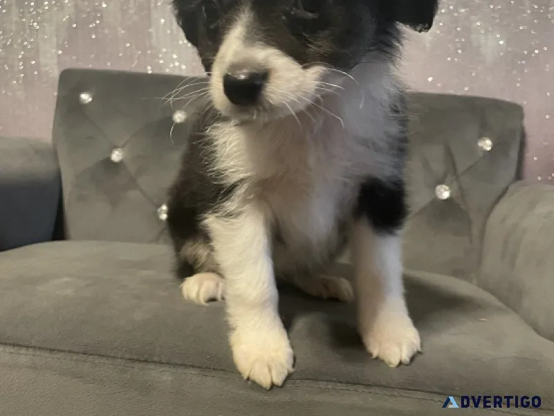 Gorgeous toy Australian shepherd female