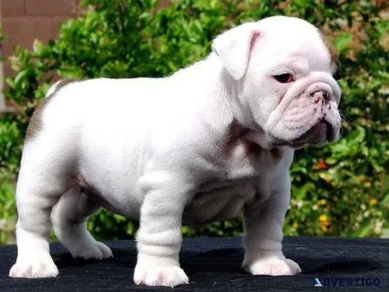 White English Bulldog