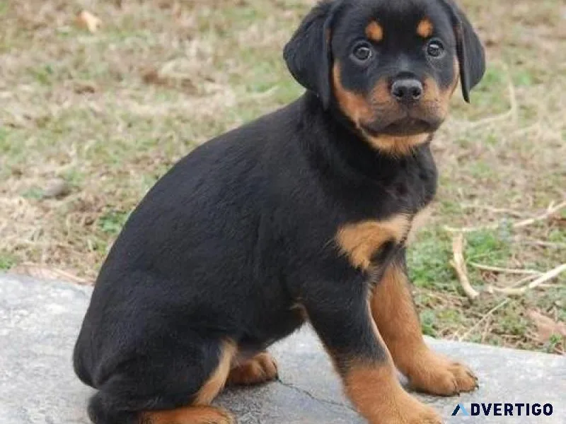 compassionate German rottweiler puppies for good homes