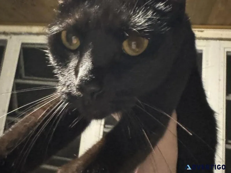 Black Cat To Good Home