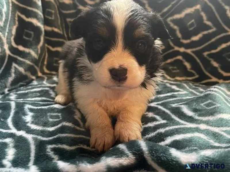 Gorgeous purebred Pembroke corgi (fluffies)