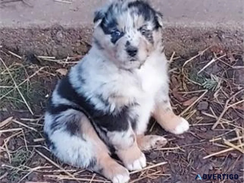Puppies for sale